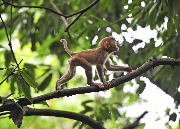 Обезьяны национального парка Чжанцзяцзе
